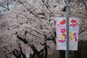 ‘여의도 봄꽃 축제’ 늦은 개화로 교통통제 기간 연장
